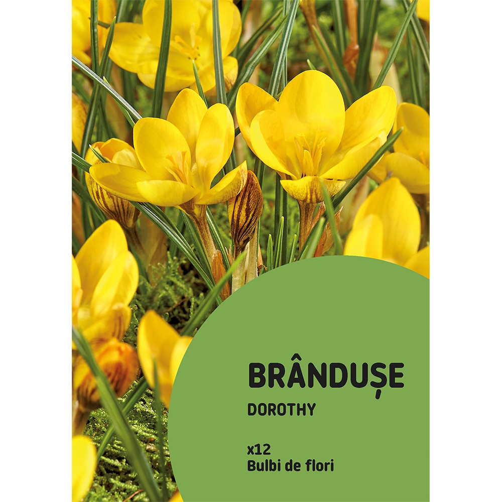 Bulb VERVE Brandusa Dorothy, galben