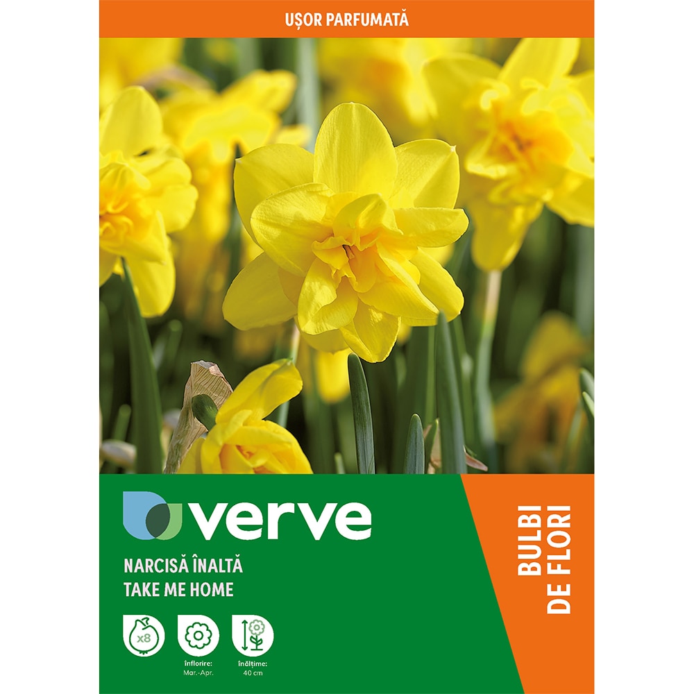 Bulbi VERVE Narcisa Take Me Home, galben