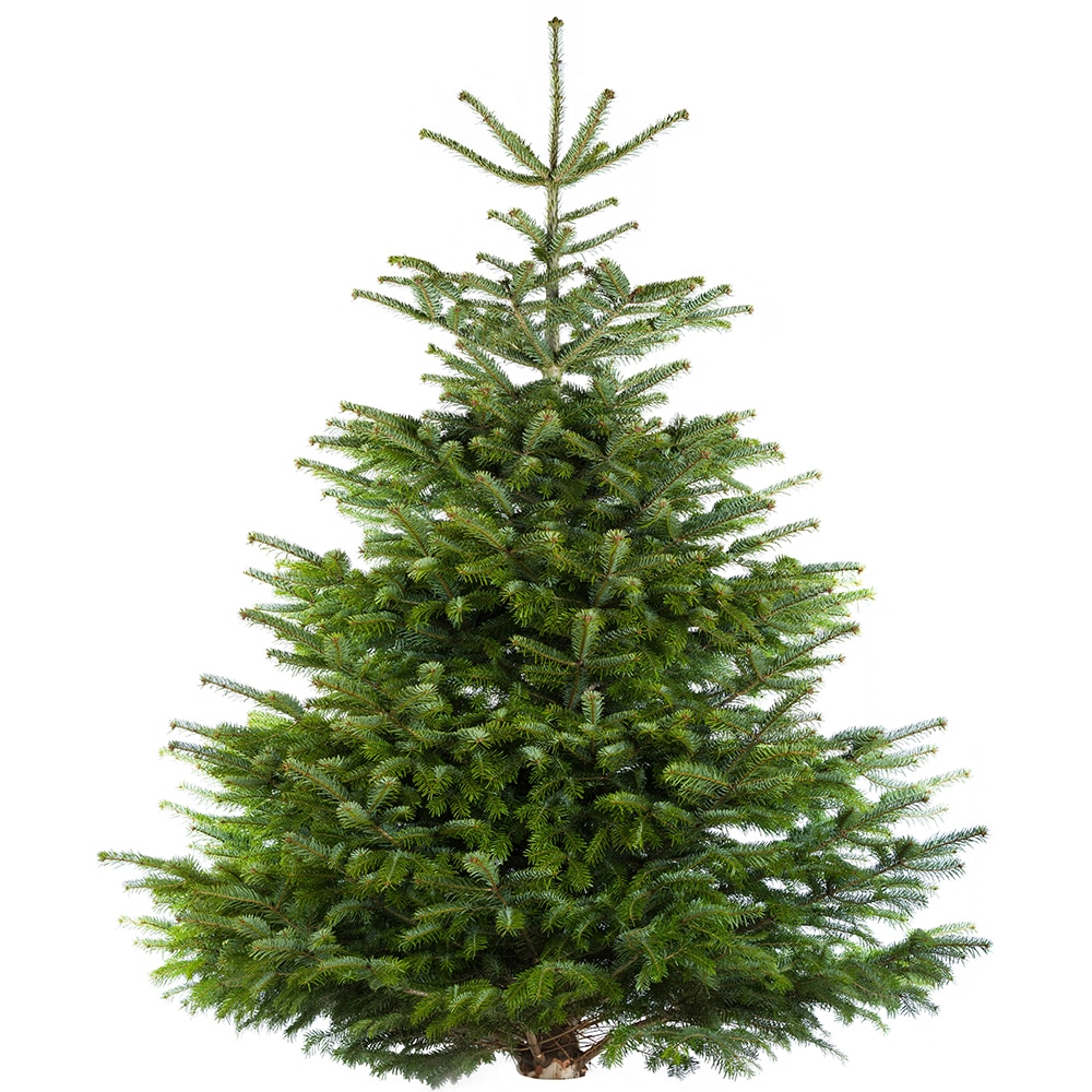 Brad natural, Nordman, 150-200 cm