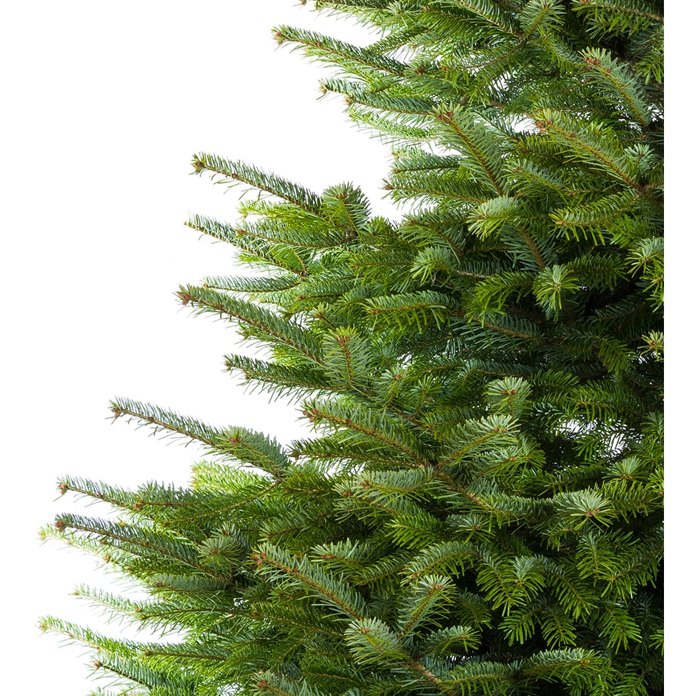 Brad natural, Nordman, 150-200 cm