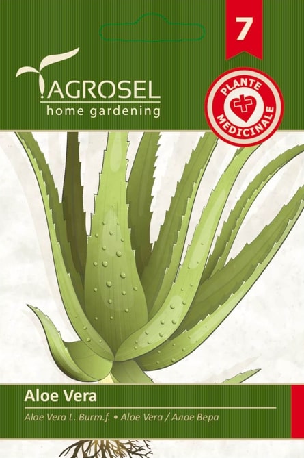 Aloe Vera