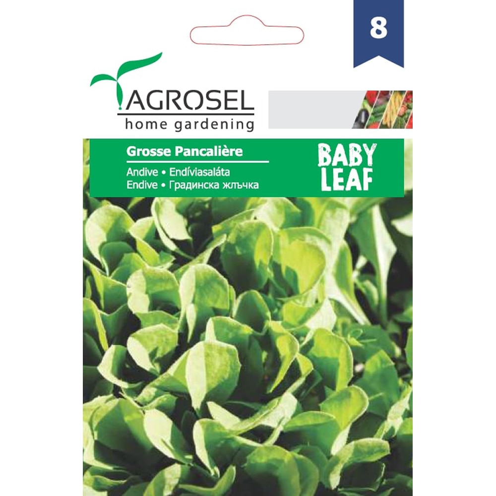 Seminte legume Andive Grosse Pancaliere AGROSEL