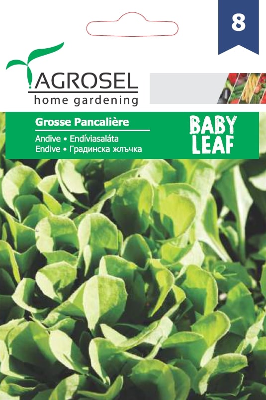 Andiva Grosse Pancaliere