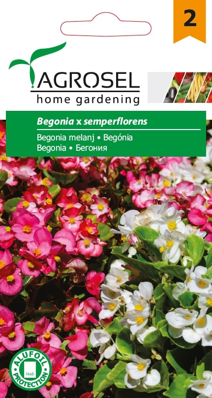Begonia Mj.