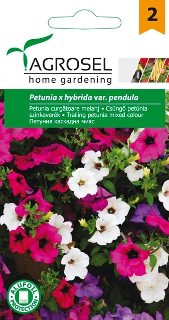 Petunia Curgatoare Mj