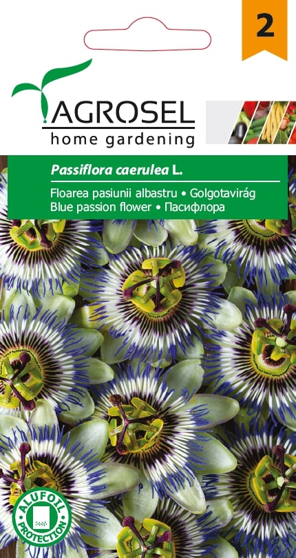 Floarea Pasiunii Albastru