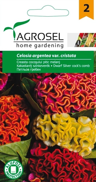 Creasta Cocosului Pitic Mj.