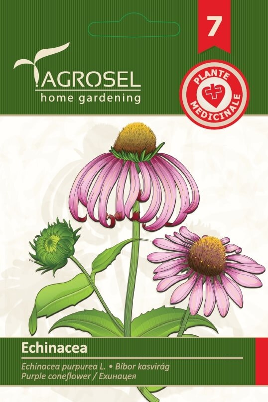 Echinacea