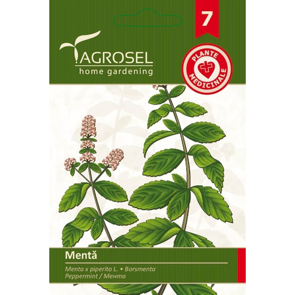 Seminte Menta AGROSEL