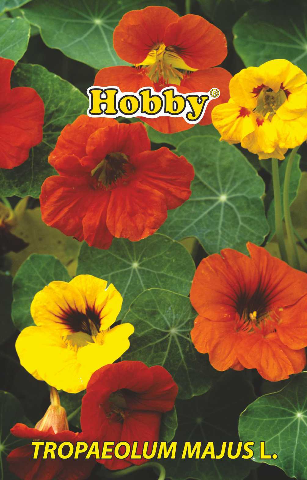 Seminte Condurul Doamnei HOBBY, multicolor