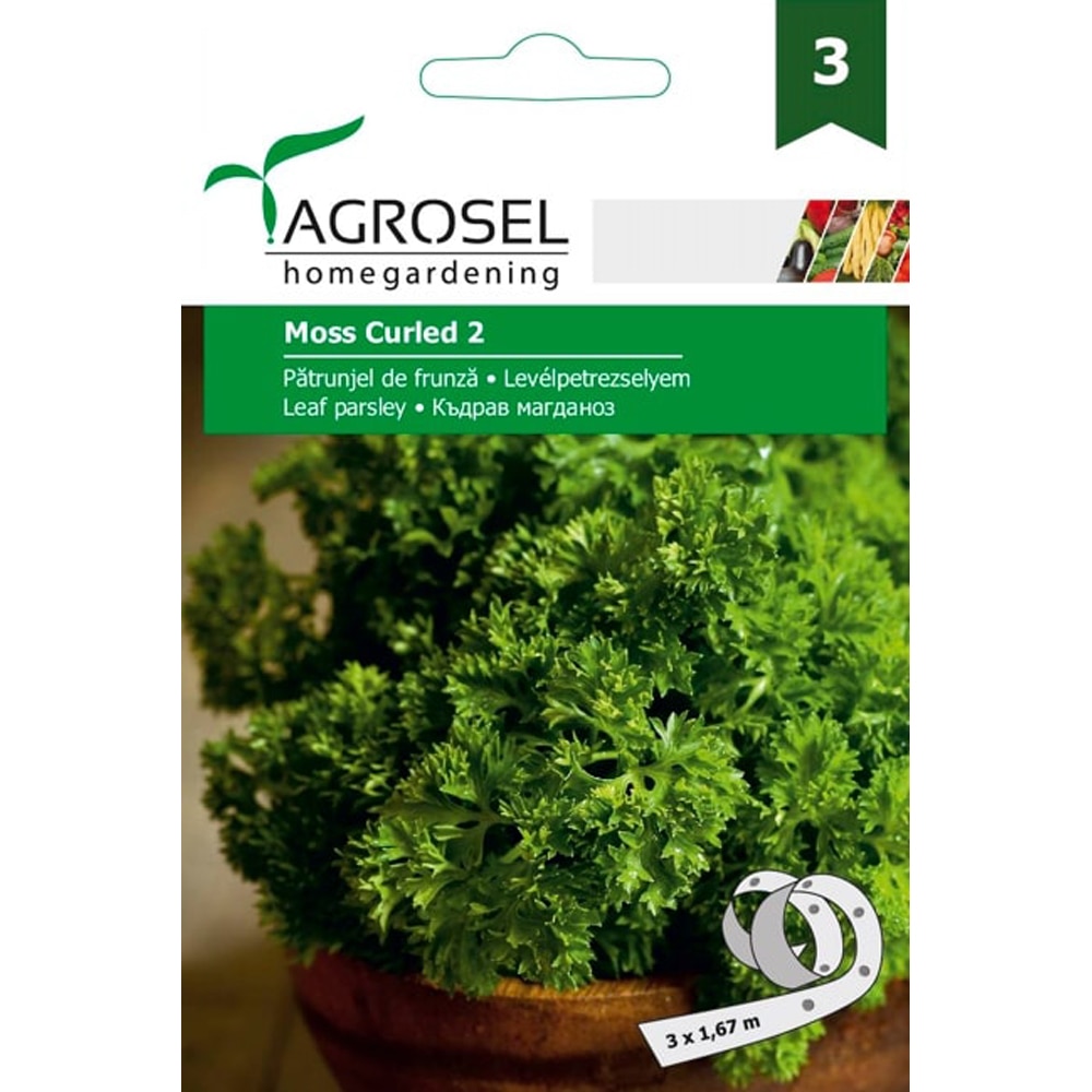 Seminte legume Patrunjel de frunza Moss Curled 3 AGROSEL