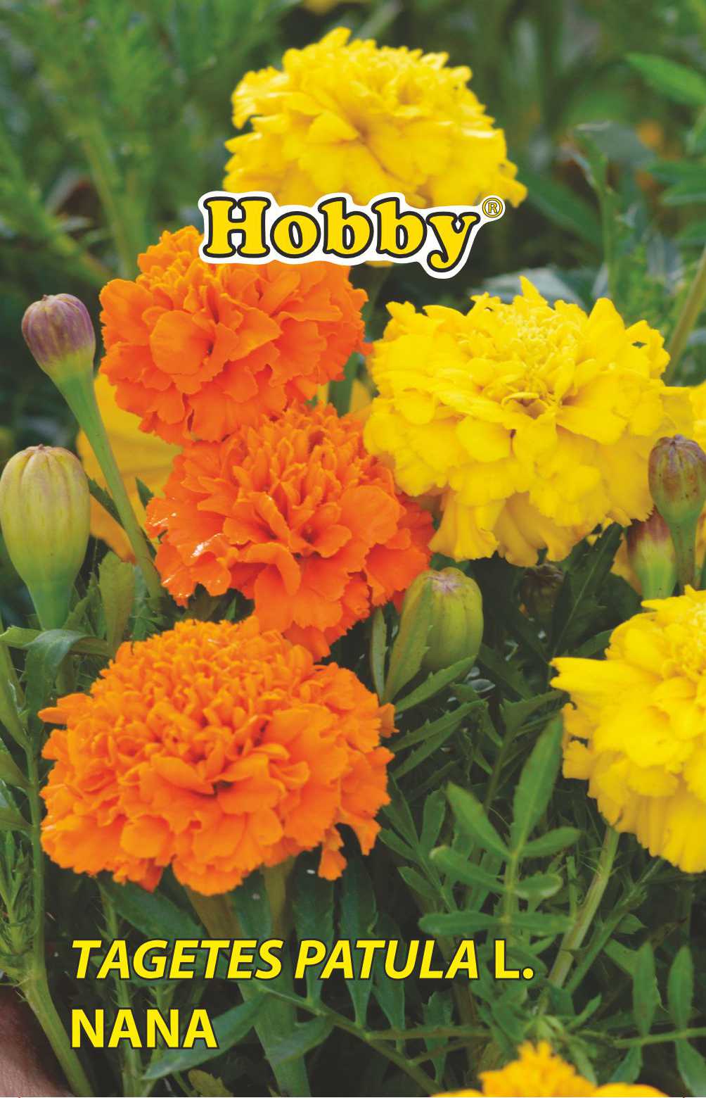 Seminte Craite Pitic HOBBY, galben-portocaliu