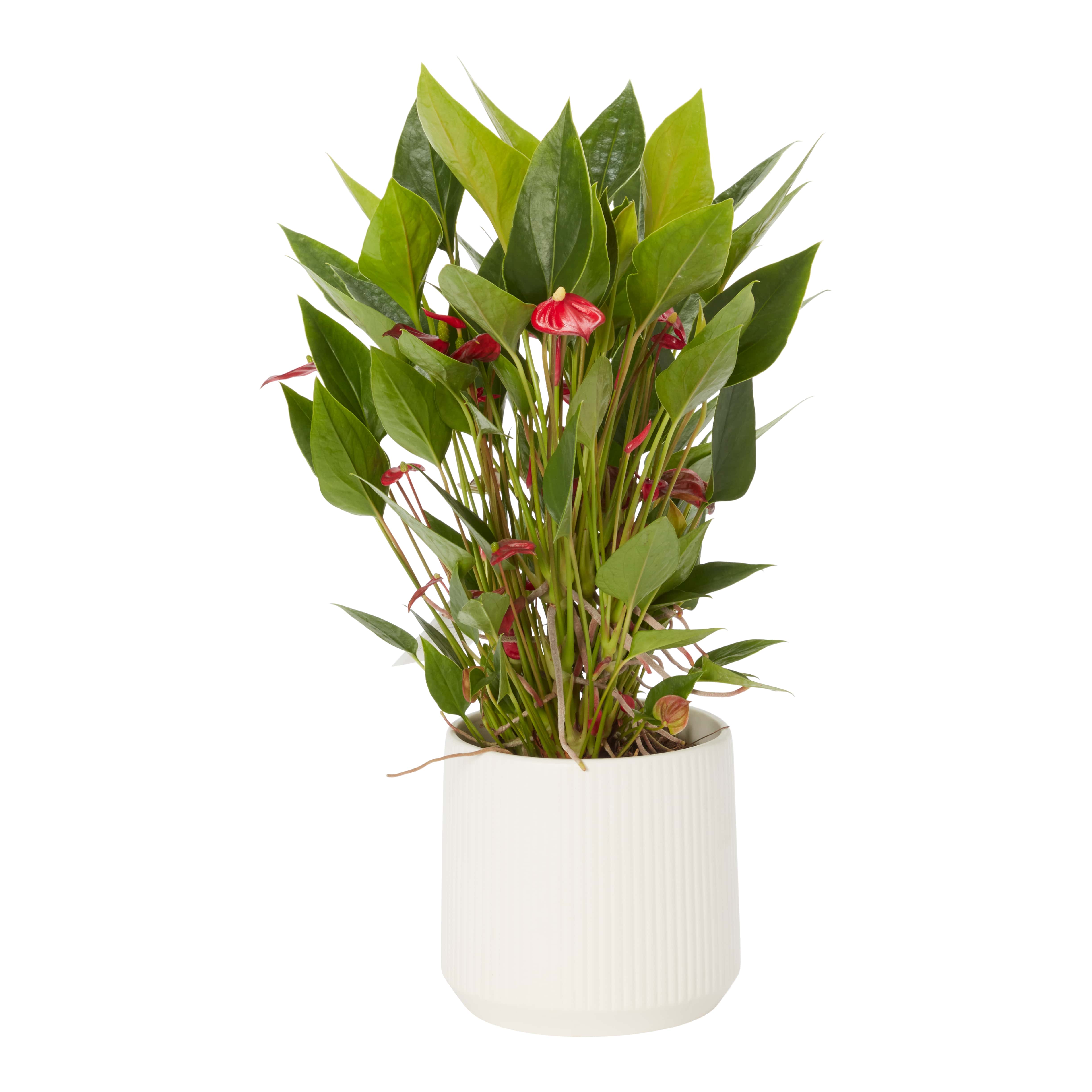 Anthurium In Ceramic D12Cm H35Cm