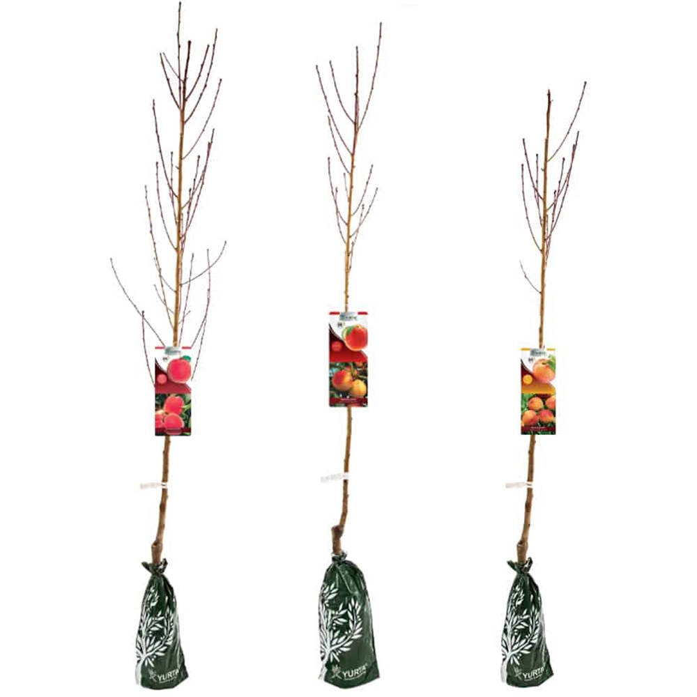 Piersic Fasonat, H 120cm