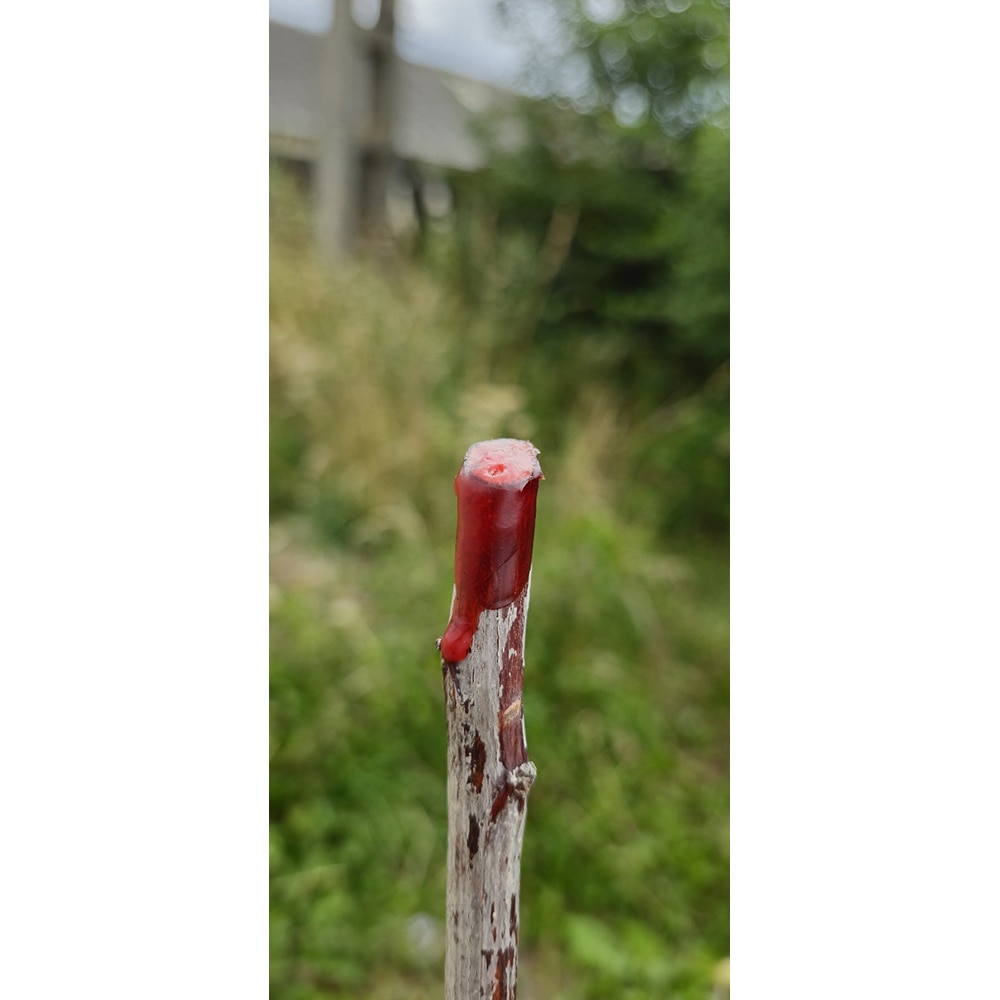 Visin Fasonat, H 120cm