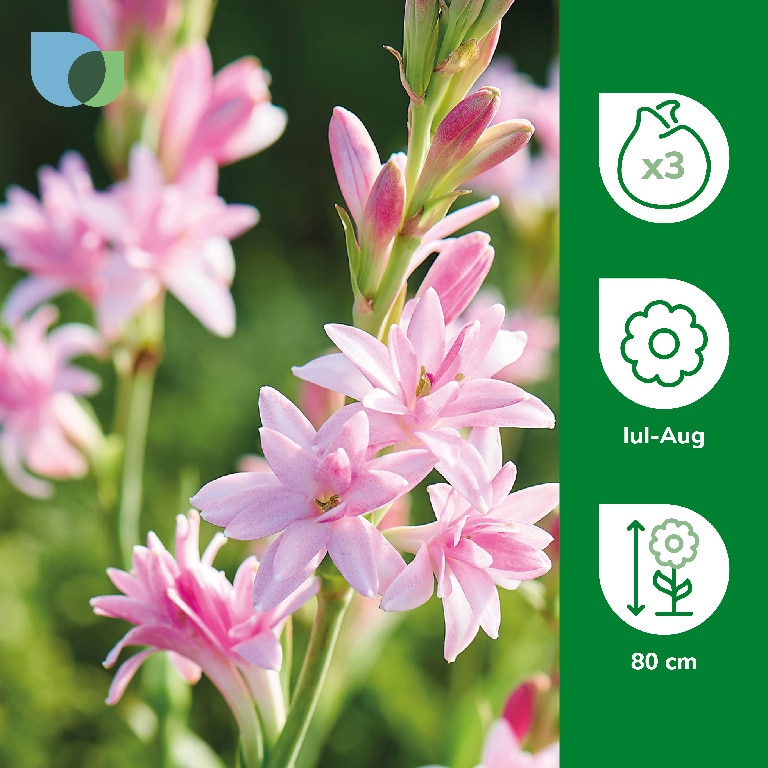 Bulb Tuberoza Pink Parfait VERVE, roz