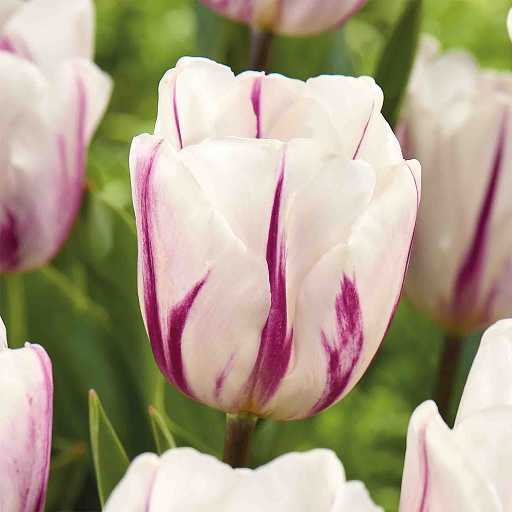 Bulb VERVE Lalea Flaming Flag, alb