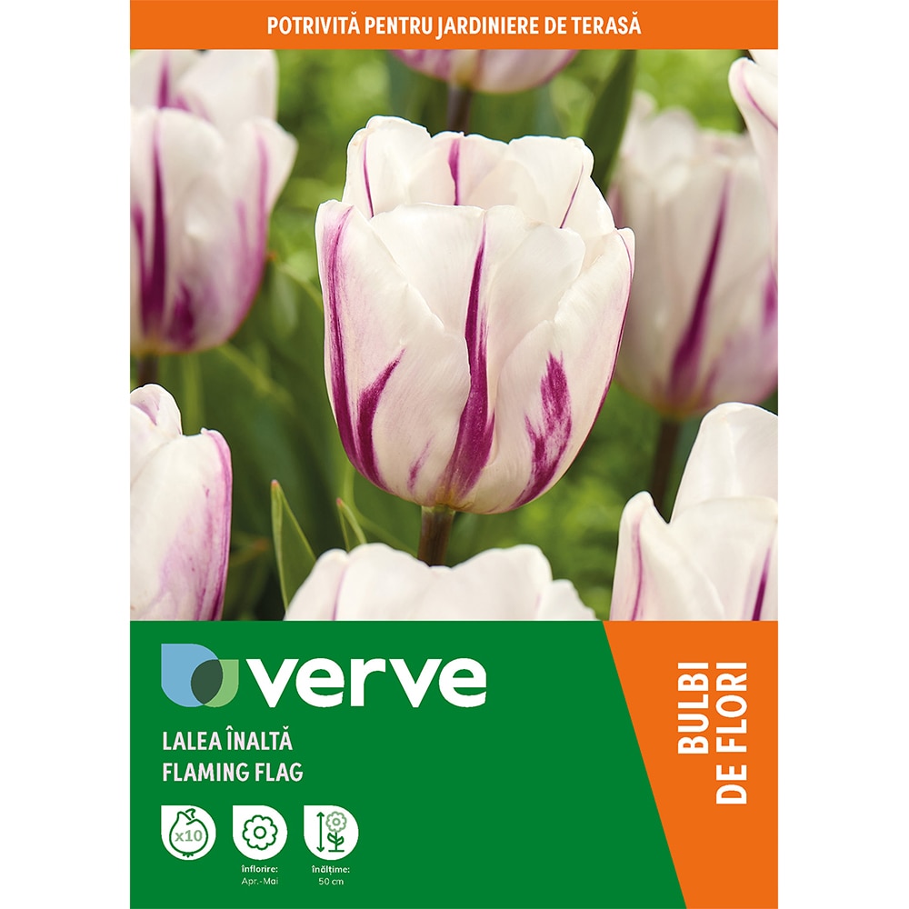 Bulb VERVE Lalea Flaming Flag, alb