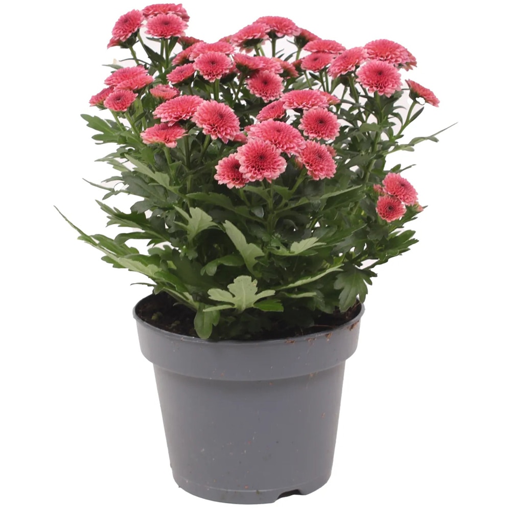 Crizantema Jellyfish cu ghiveci, D13 cm, inaltime 15 cm