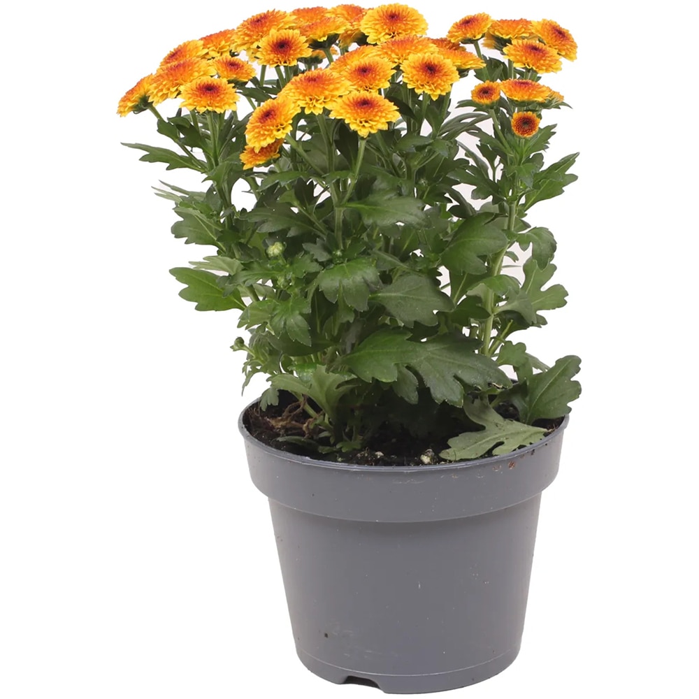 Crizantema Jellyfish cu ghiveci, D13 cm, inaltime 15 cm