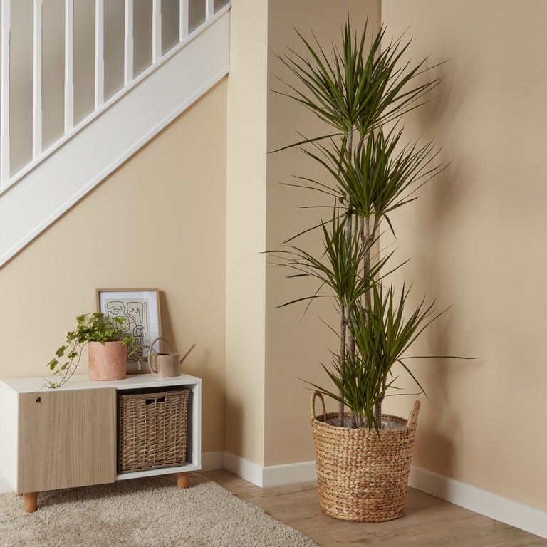 Planta de interior Dragon, 5 tije, D30 cm H150 cm