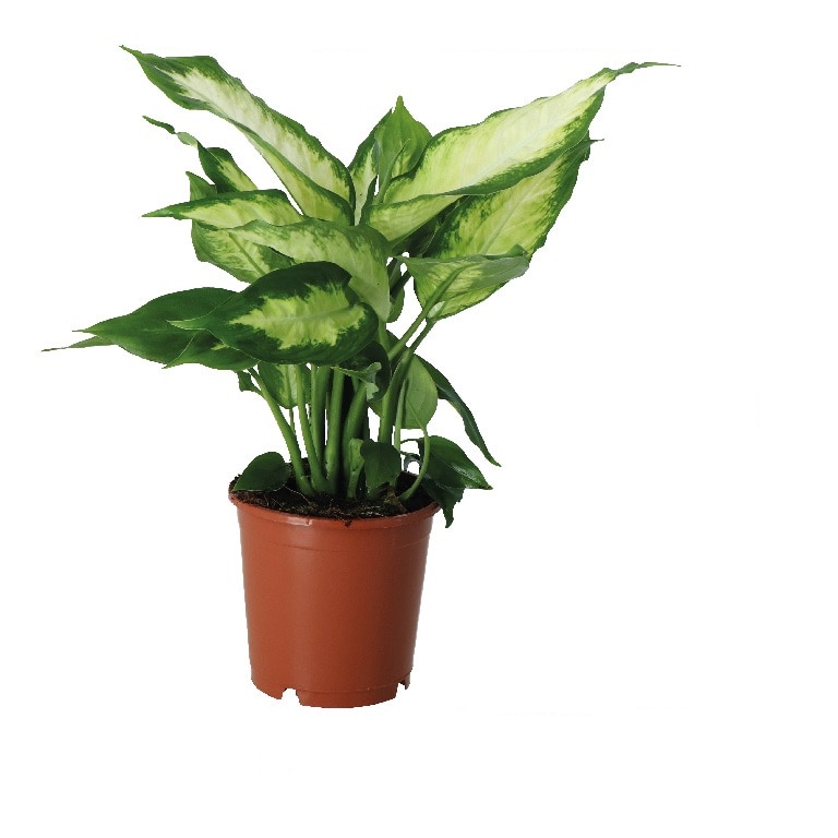 Planta de interior Dieffenbachia MIX D12 cm H35 cm