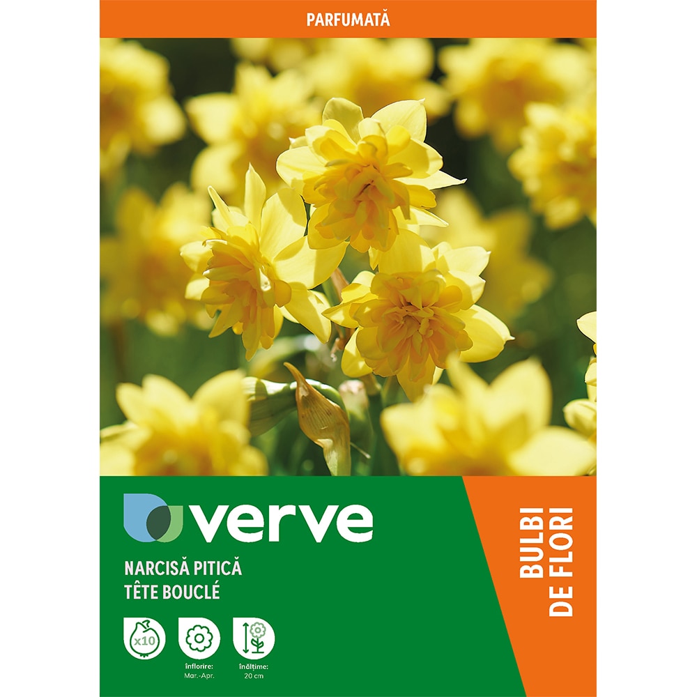 Bulb VERVE Narcisa Tete Boucle, galben
