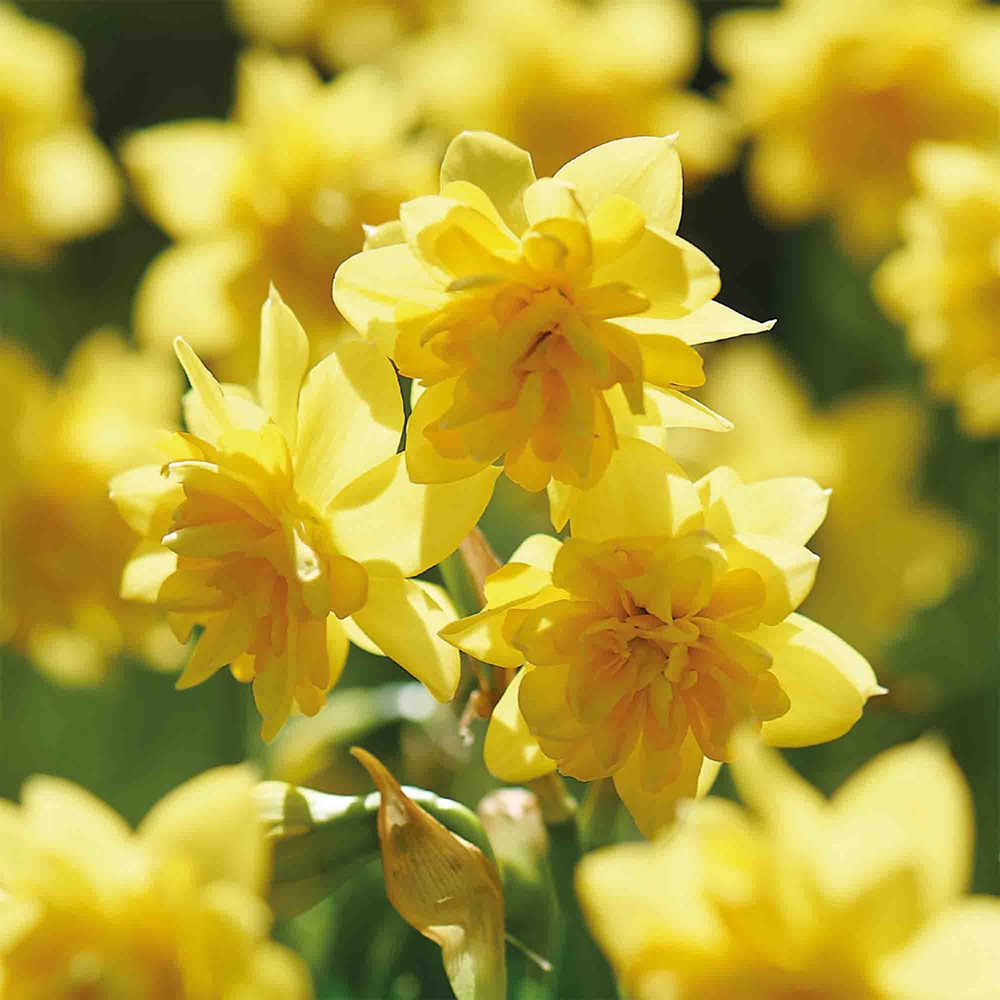 Bulb VERVE Narcisa Tete Boucle, galben