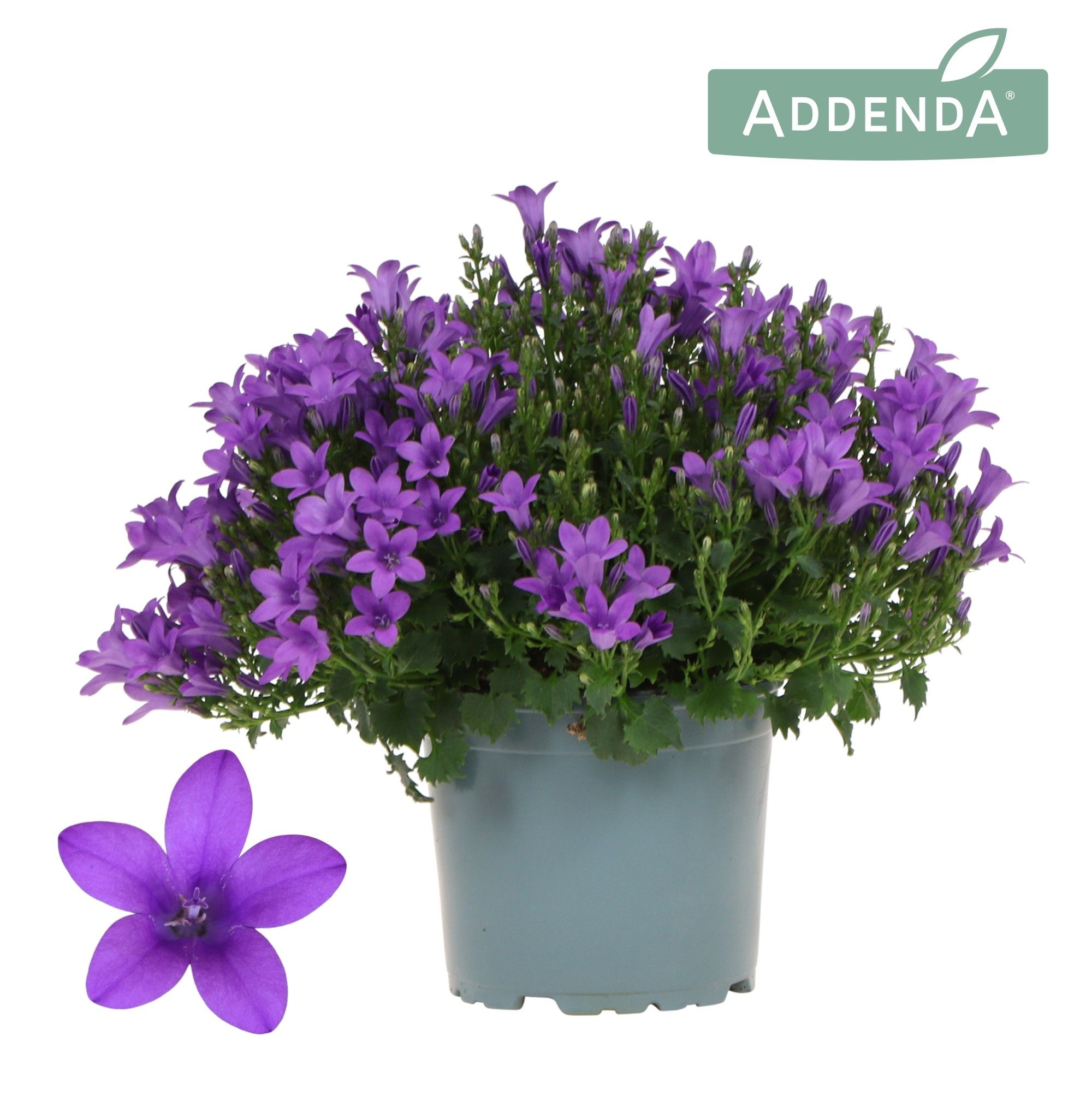 Campanula Ambella Violet D12Cm
