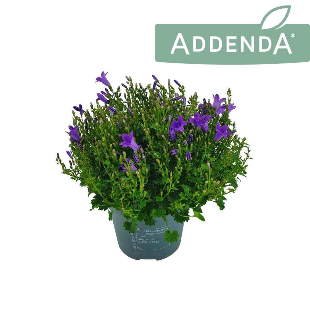Campanula Ambella Violet D14Cm