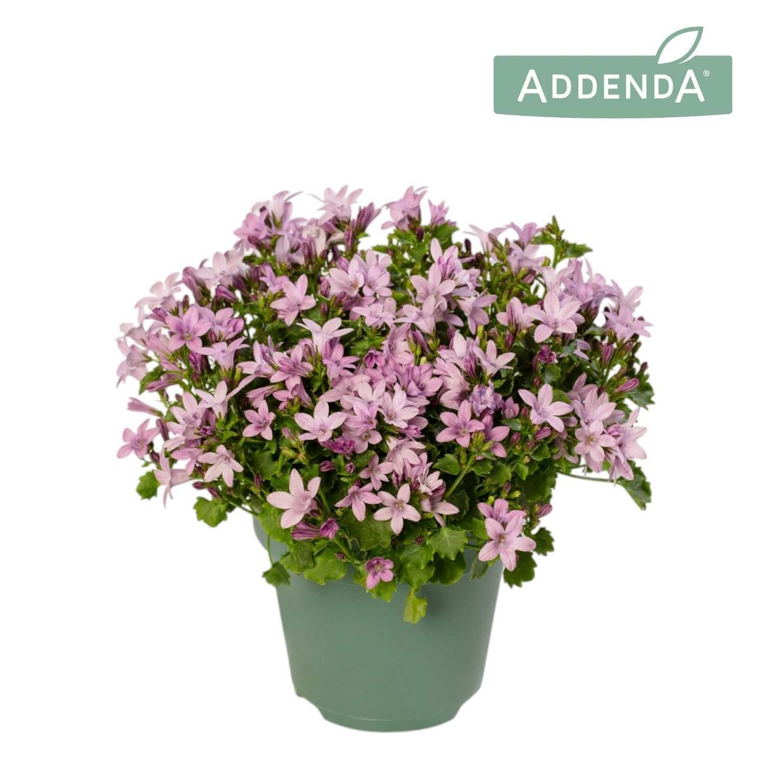 Campanula Ambella Roz D12Cm