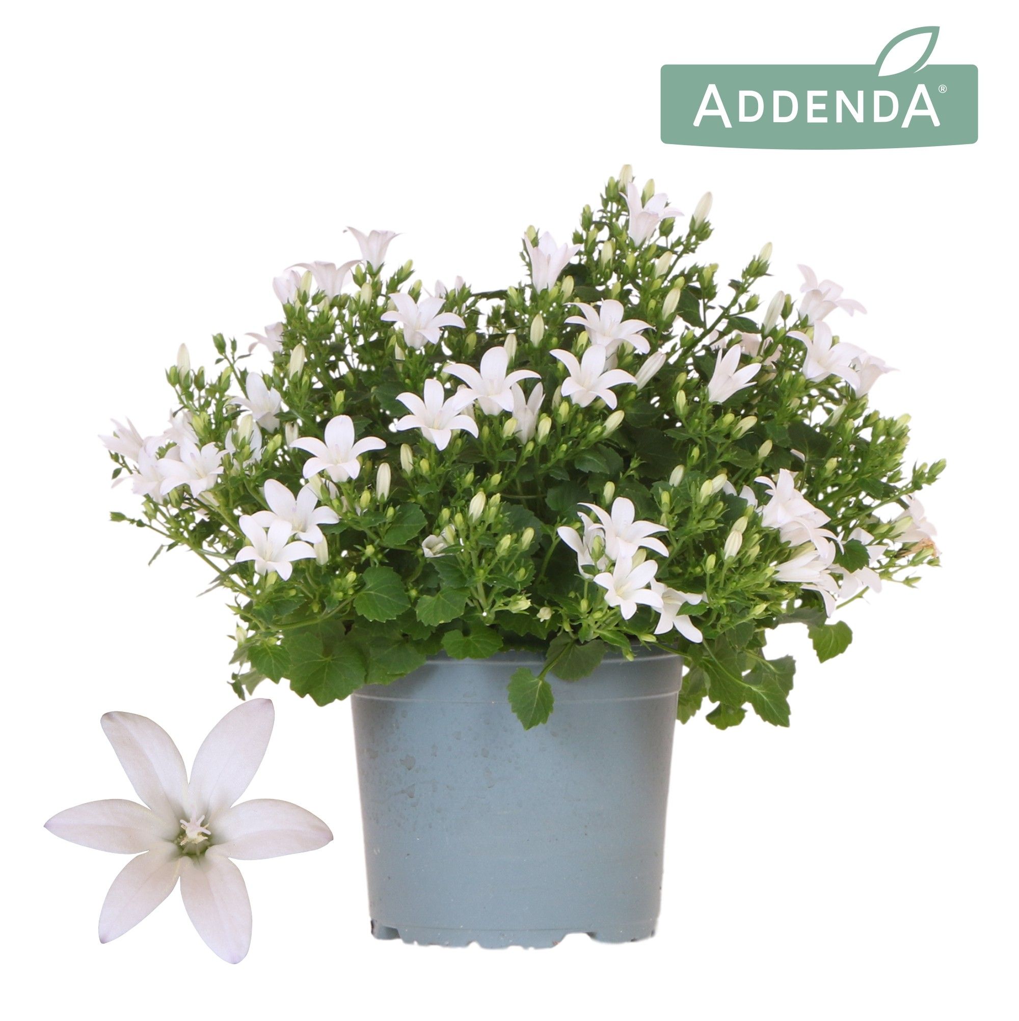 Campanula Ambella Alb D12Cm