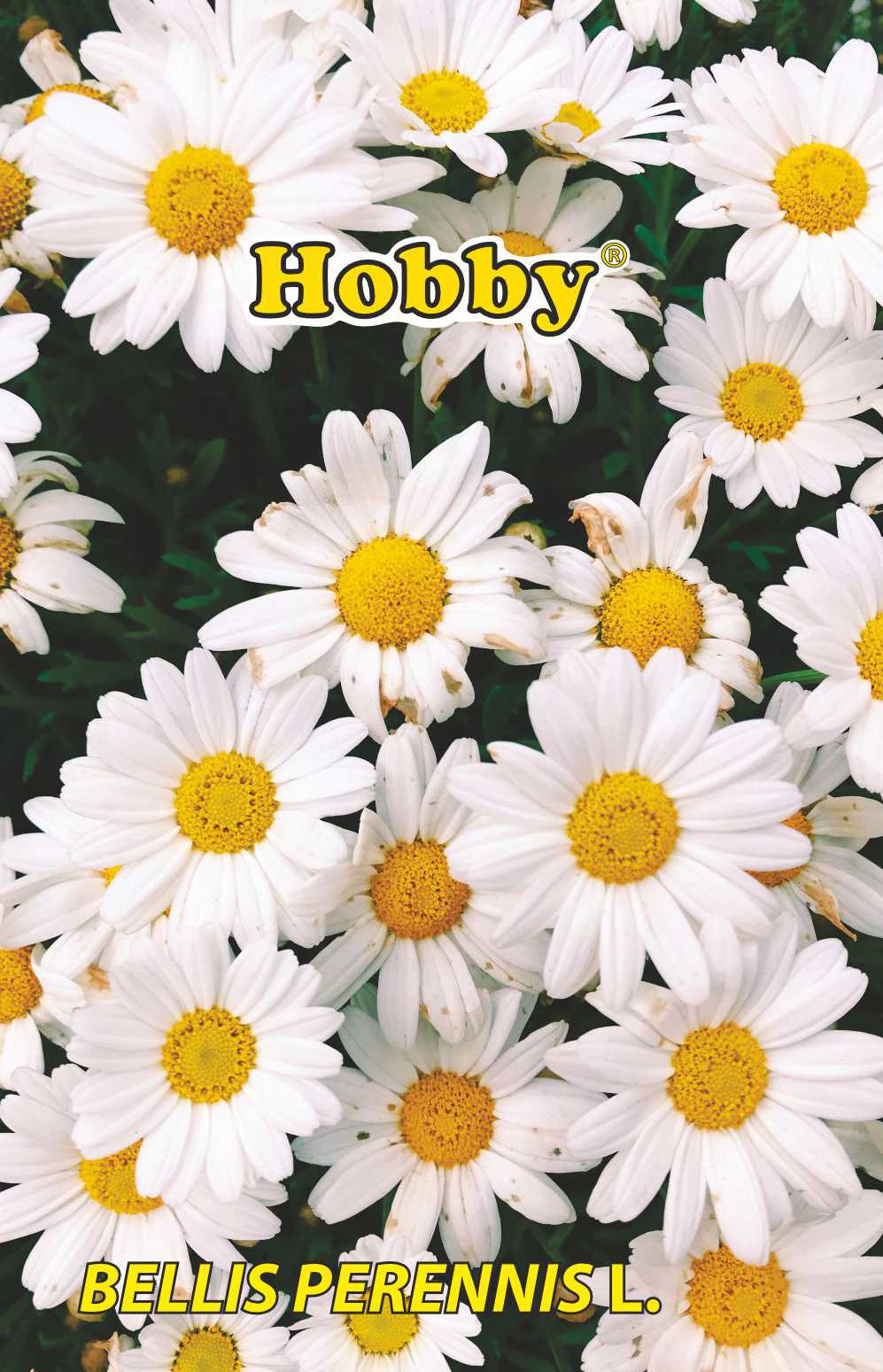 Seminte Banutei HOBBY, alb