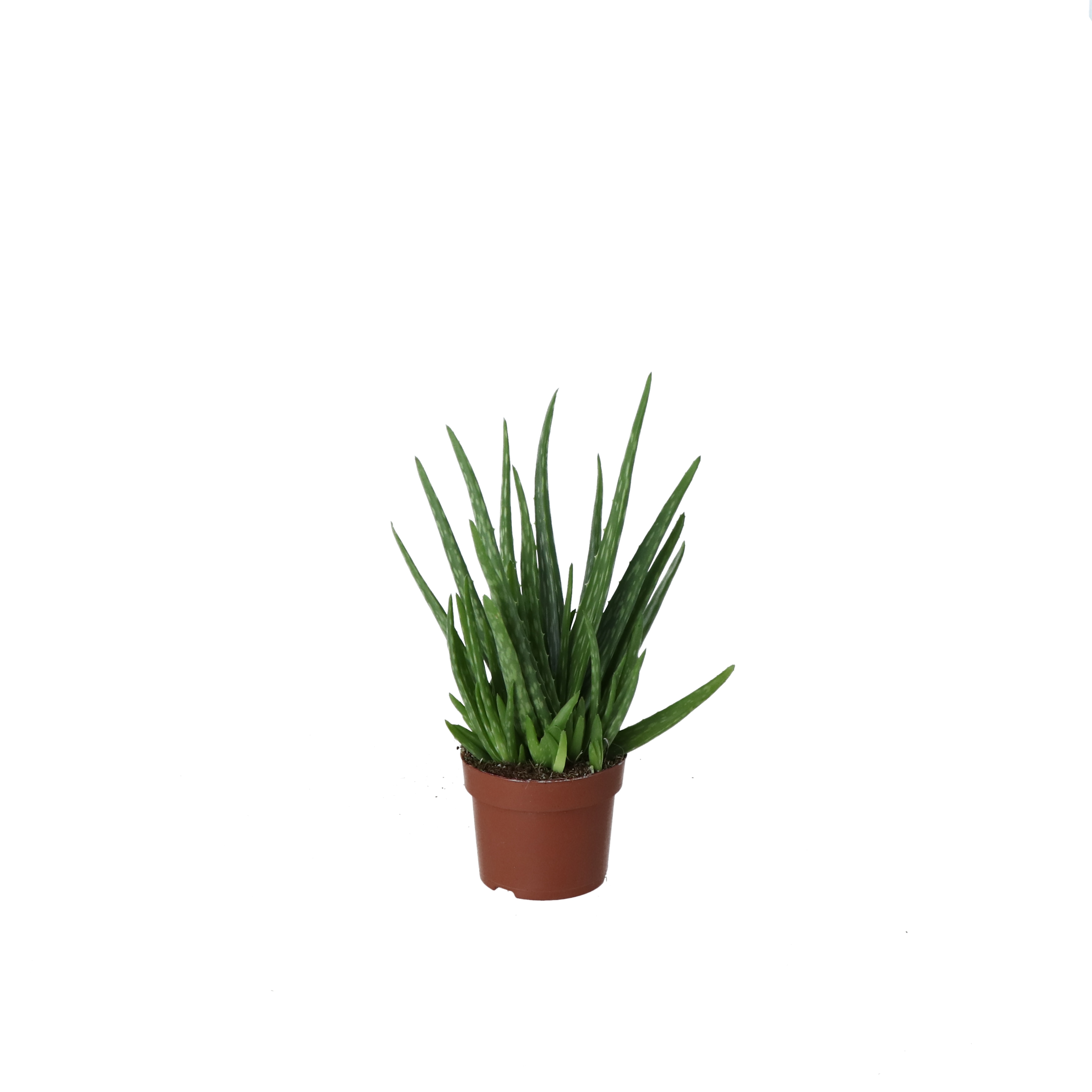 Planta de interior Aloe vera, diametru 12 cm, inaltime 20 cm