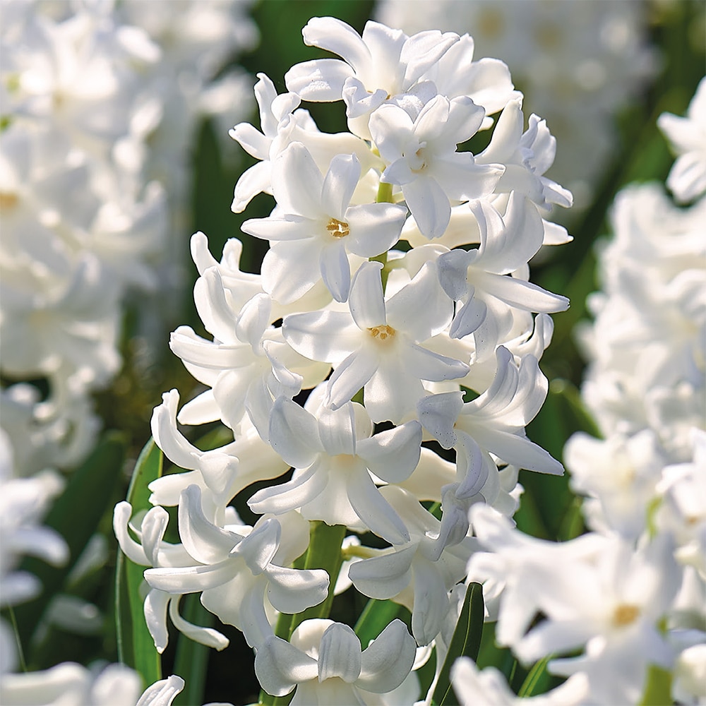 Bulbi VERVE Zambila Carnegie, alb