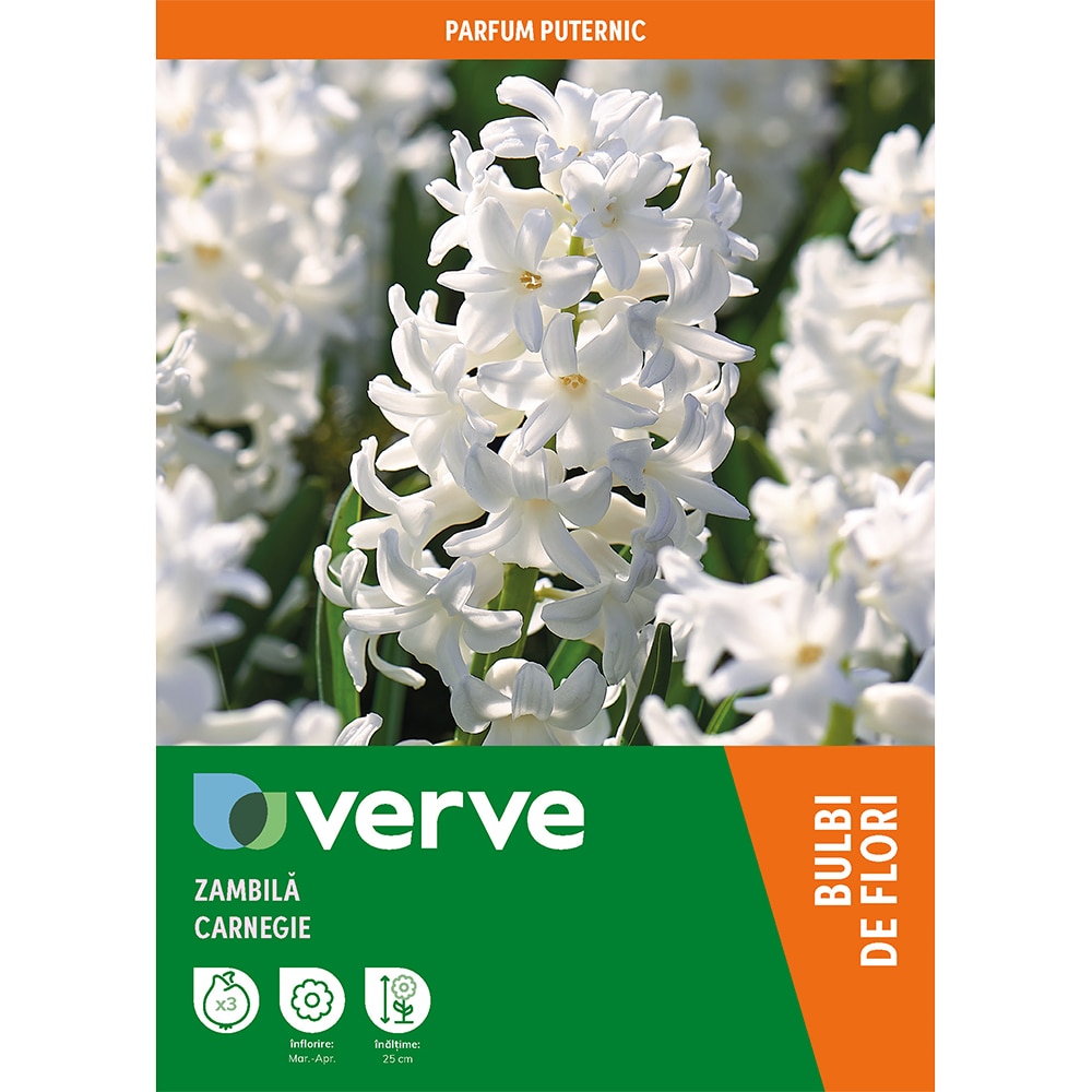 Bulbi VERVE Zambila Carnegie, alb