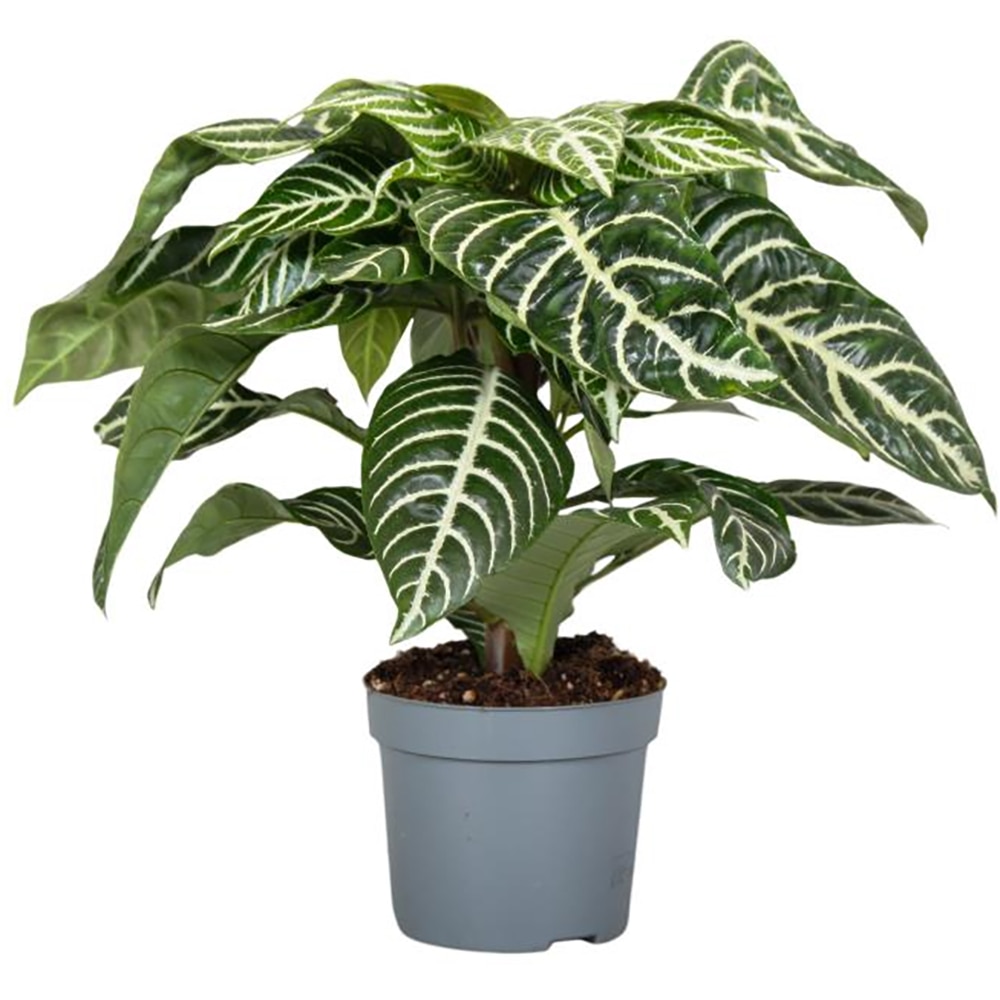 Planta de interior Zebra Aphelandra, D13 cm