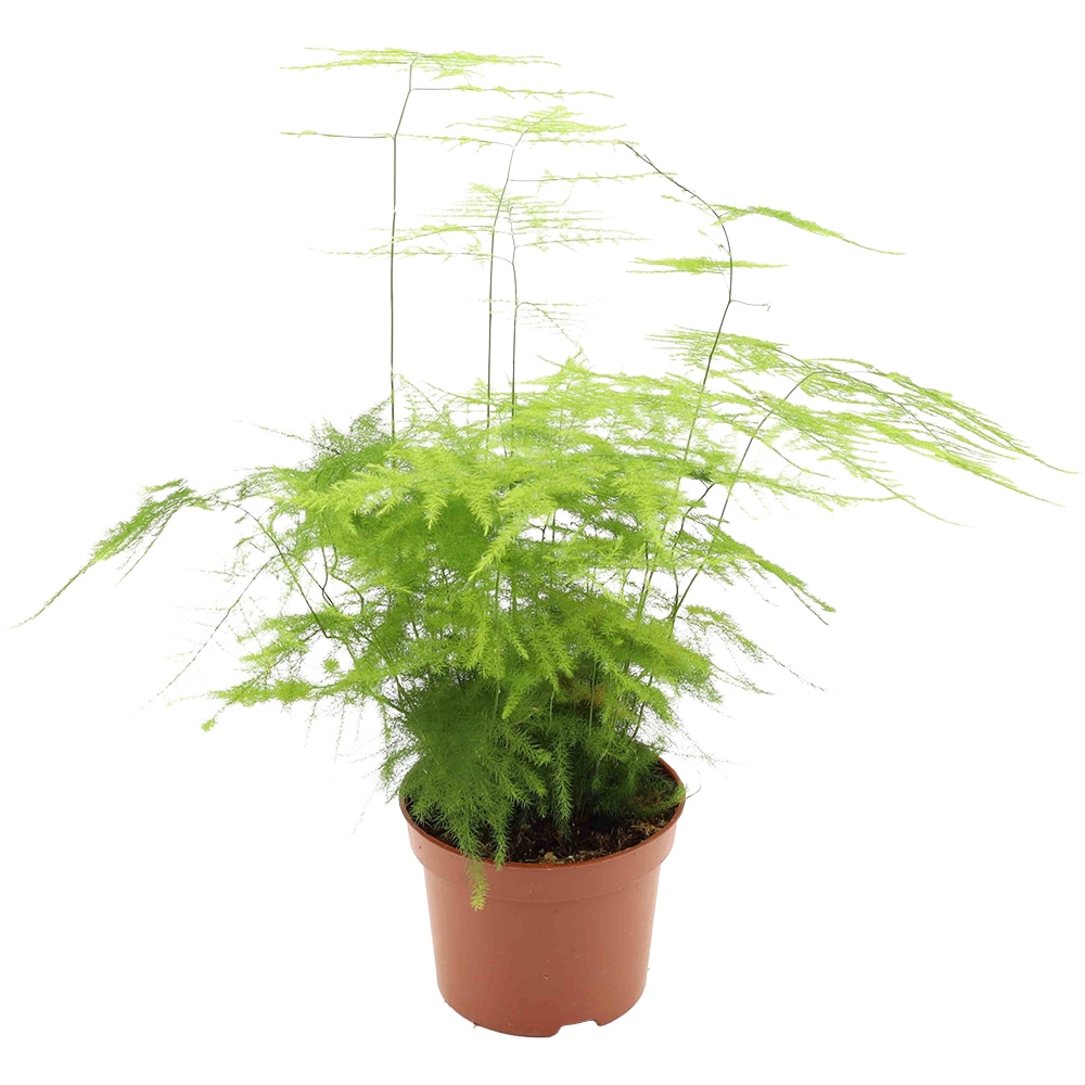 Asparagus Setaceus Plumosus, H 30 cm