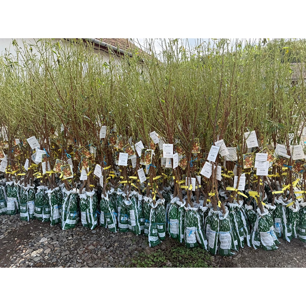 Pom fructifer Migdal Tetenyi