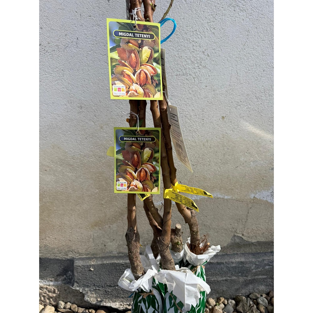 Pom fructifer Migdal Tetenyi