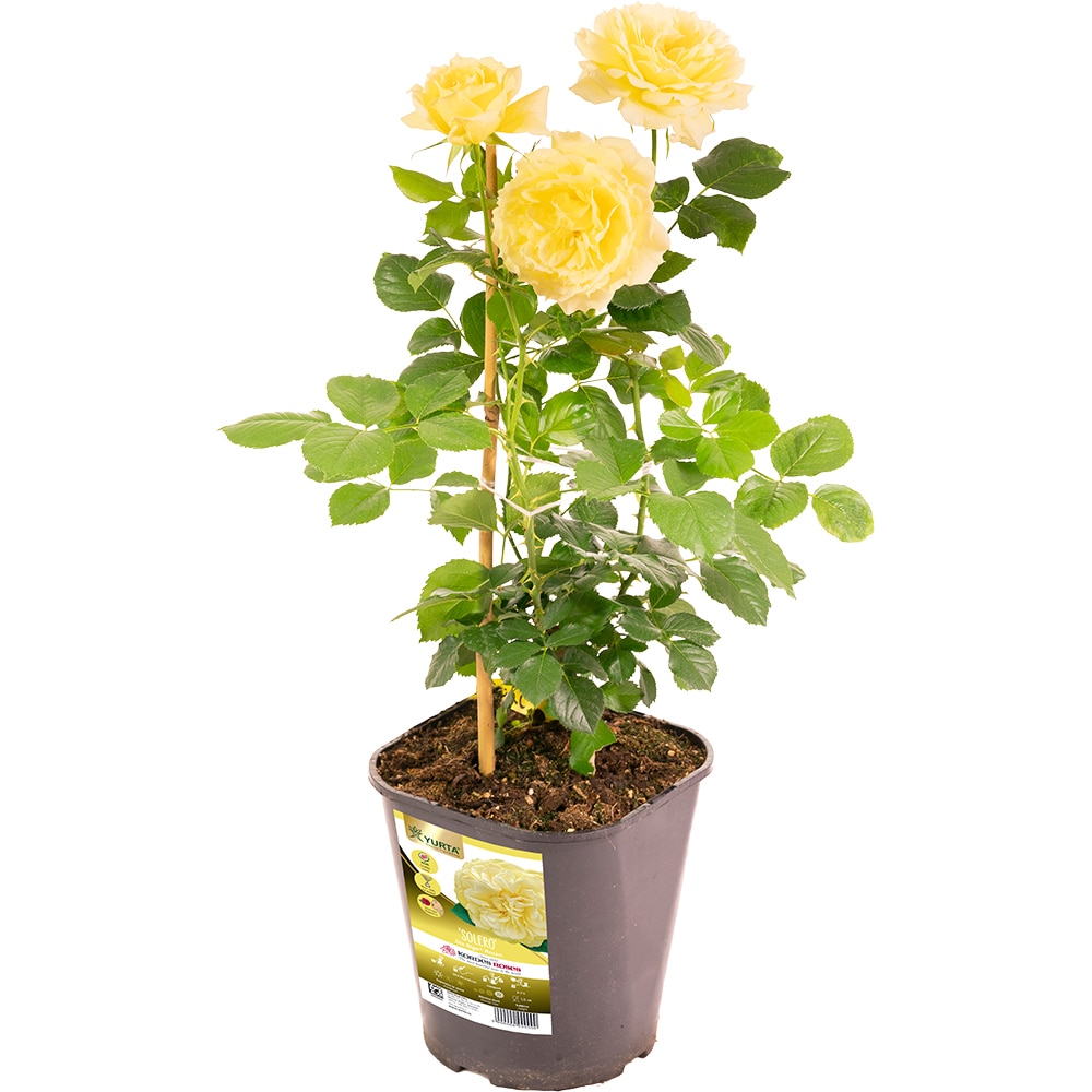 Trandafir Kordes, 4L