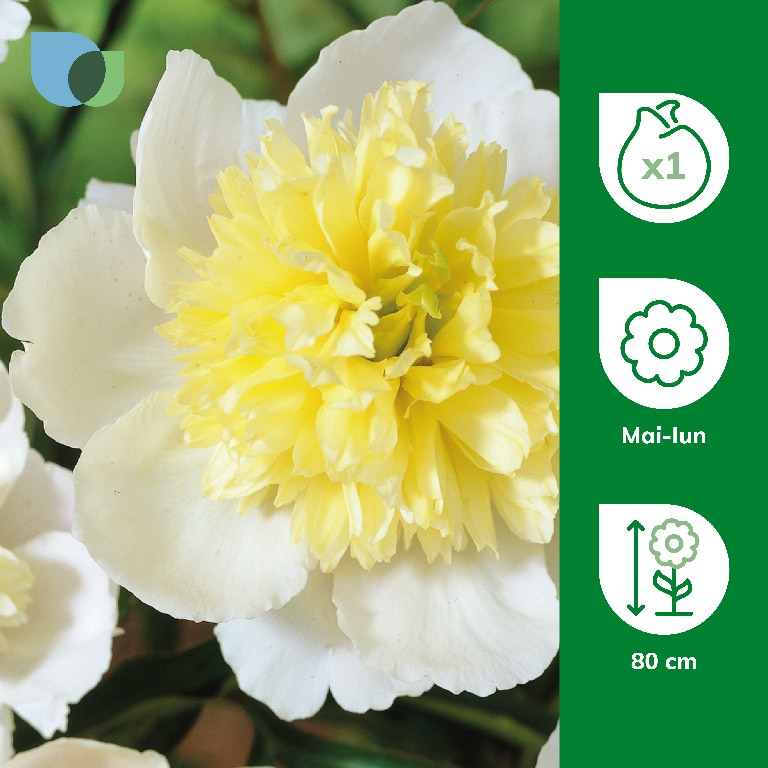 Bulb Bujor Premevere VERVE, alb