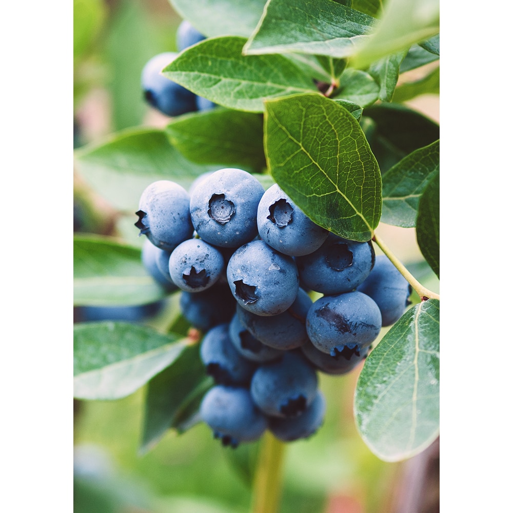 Arbust fructifier Afin, 45 cm