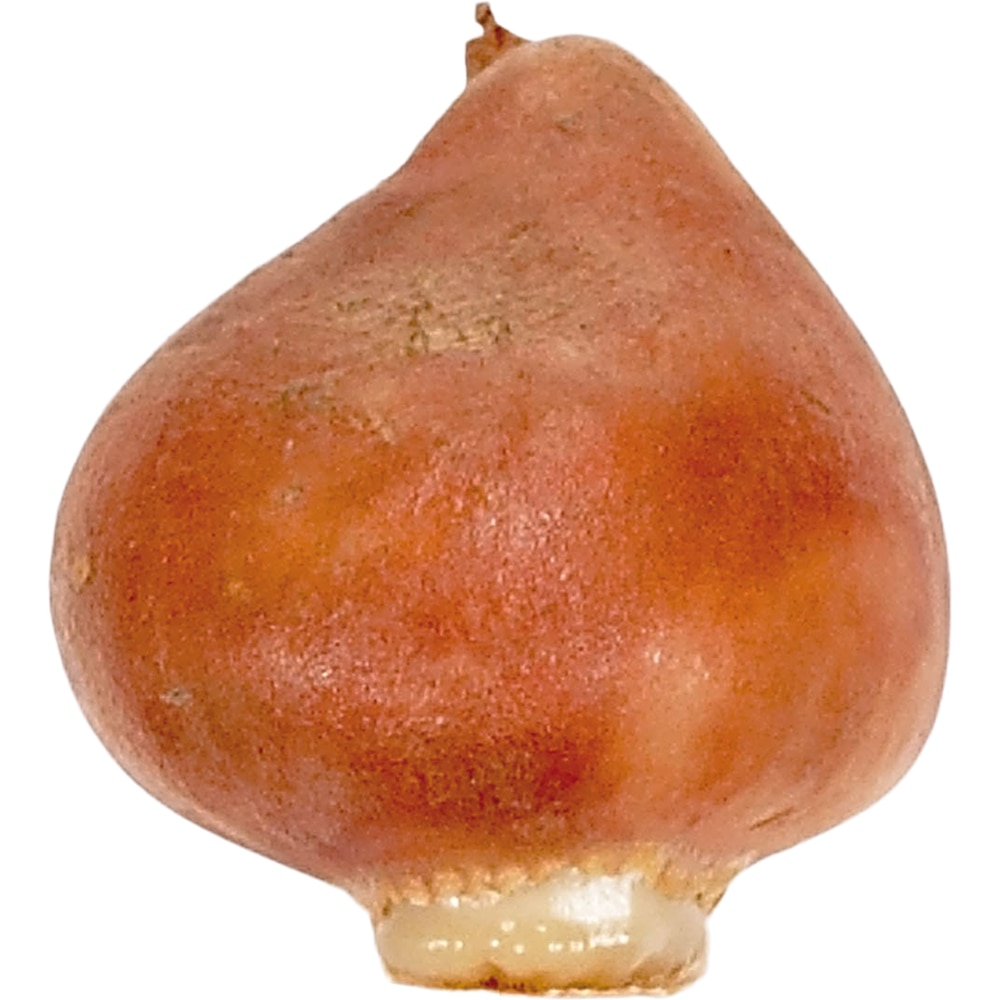 Bulb VERVE Lalea Party Clown, galben