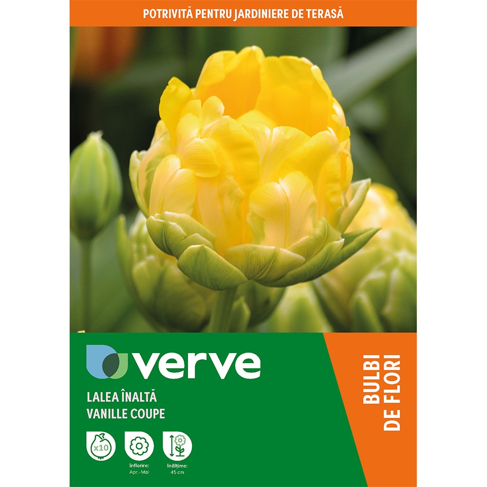 Bulb VERVE Lalea Vanille Coup, galben