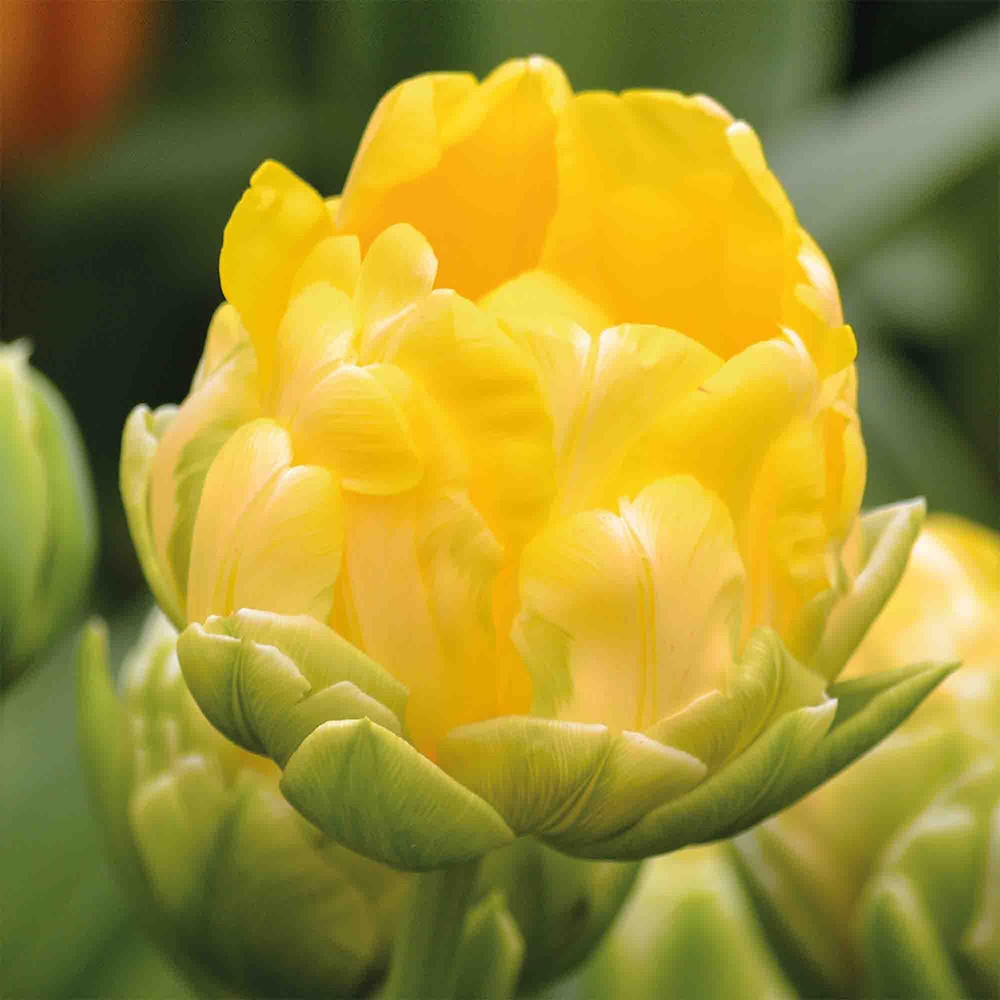 Bulb VERVE Lalea Vanille Coup, galben