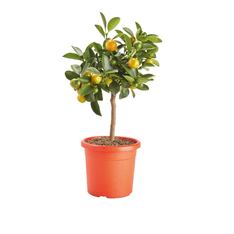 Planta Mandarin, ghiveci inclus, D14, portocaliu