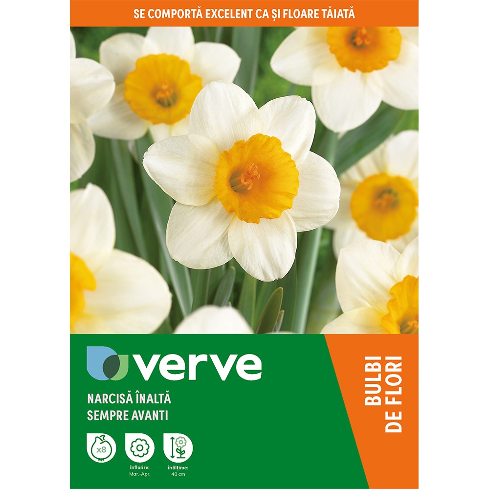 Bulb VERVE Narcisa Sempre Avanti, alb-galben