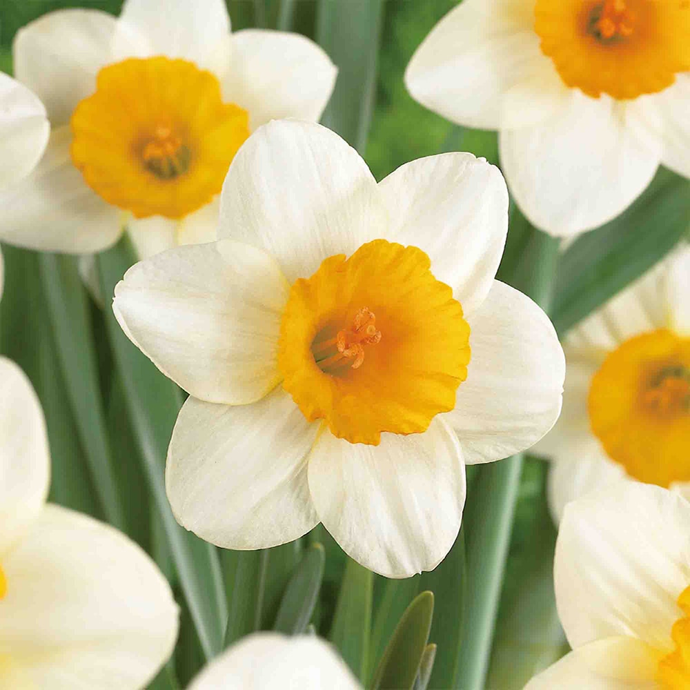 Bulb VERVE Narcisa Sempre Avanti, alb-galben