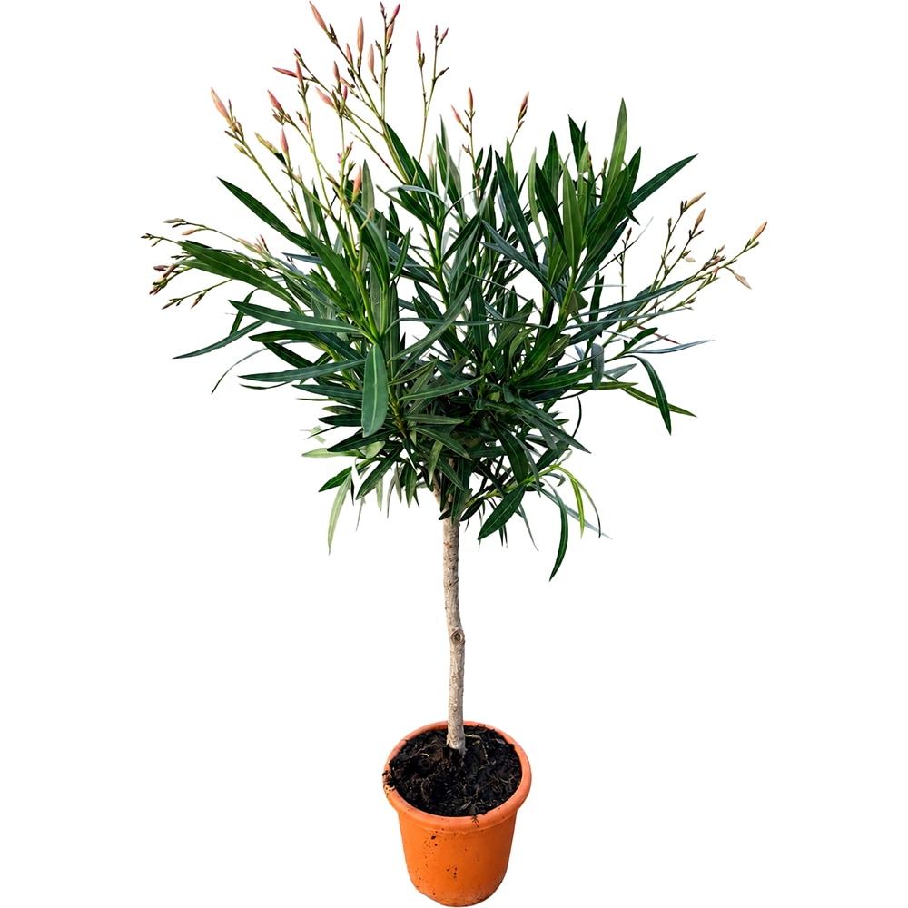 Leandru (Nerium oleander), 1 tija, D20 cm, H50-60 cm